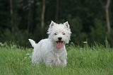 WESTIE 416